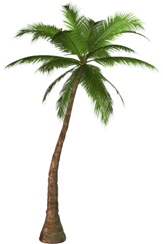 palm tree